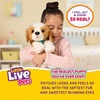 image:imageLittle Live Pets My Really Real Puppy Patches The Beagle Interactive Realistic Toy Dog with 60 Sounds and 2in1 Bed Lifelike Puppy Toys for Kids Ages 5Beagle