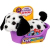 Mini Dalmation